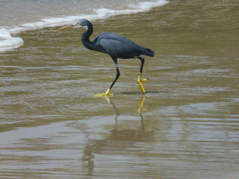 heronegret hunting for fish.jpg